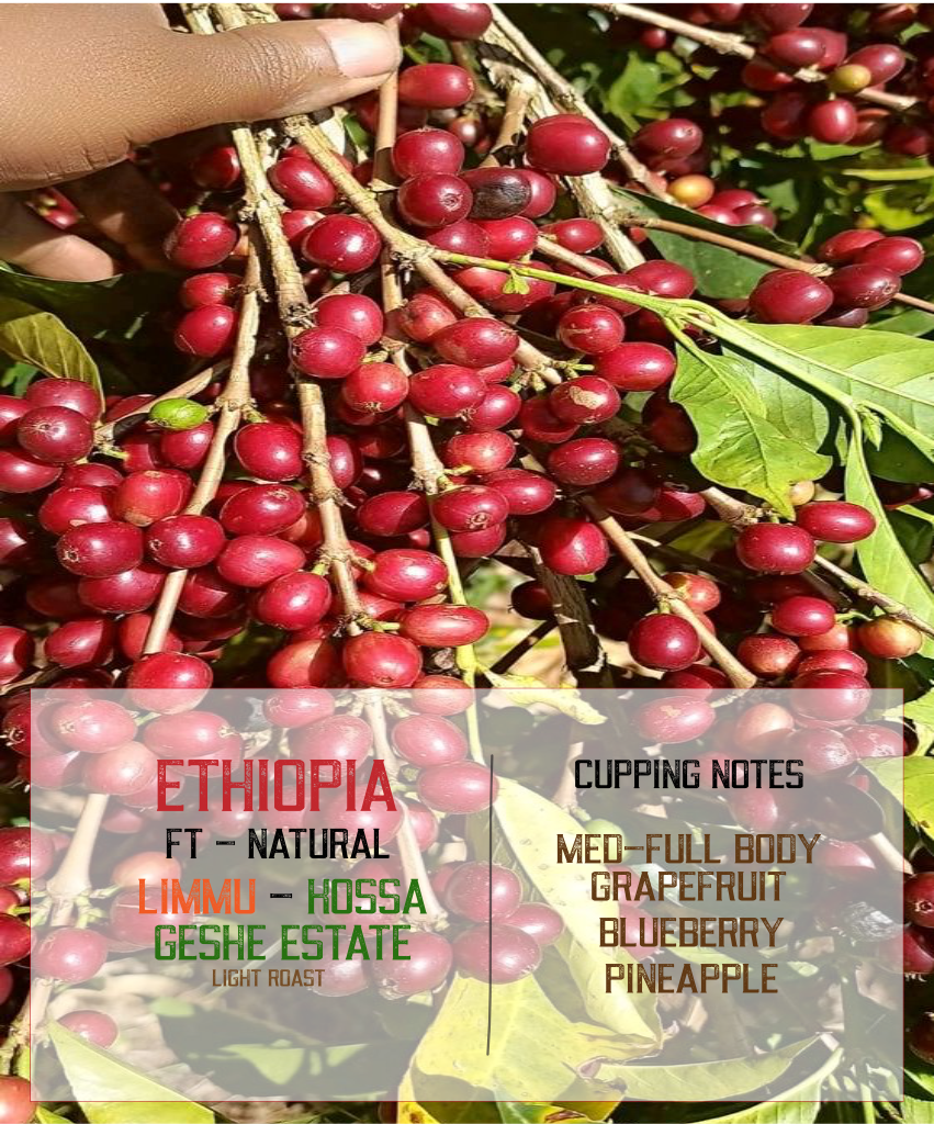 ethiopia limmu kossa geshe