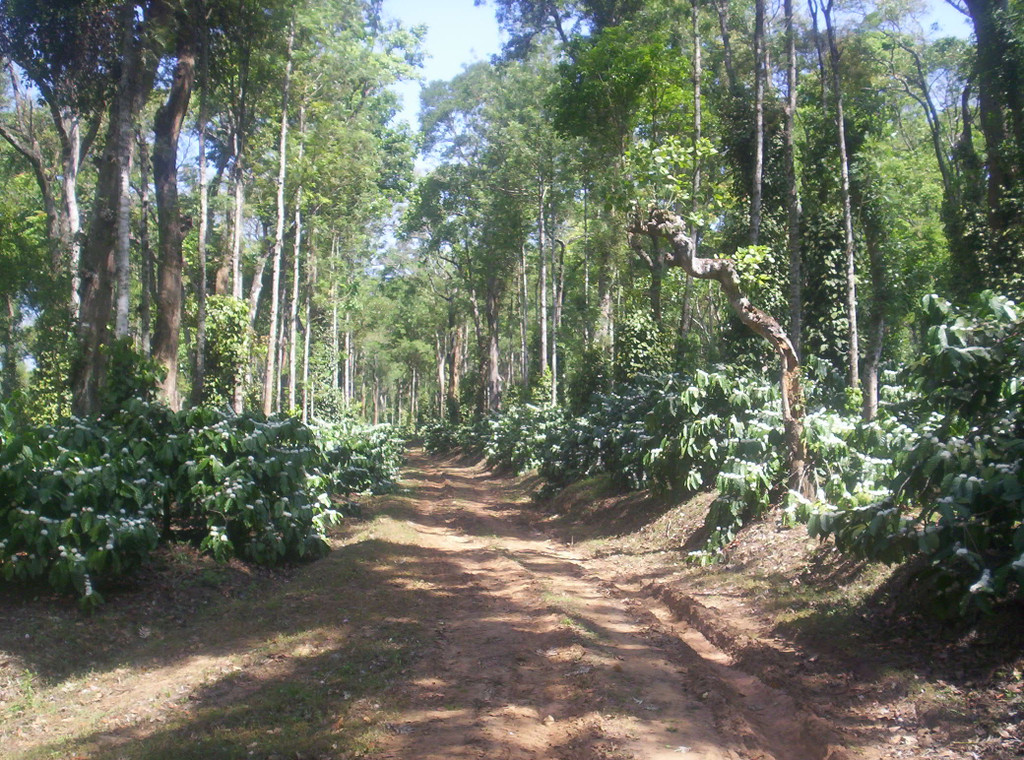 india coffee farm trail