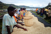 Rwanda Peaberry coffee sorting