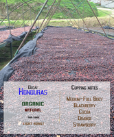 Organic Honduras Natural drying beds