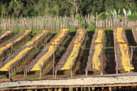 ethiopia coffee drying process