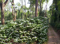 india coffee farm