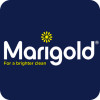 Marigold Product Image 