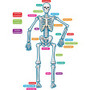 Teacher Created Resources Human Skeleton Accents - Theme/Subject: Learning - Skill Learning: Anatomy - 40 Pieces - 5-17 Year Product Image 