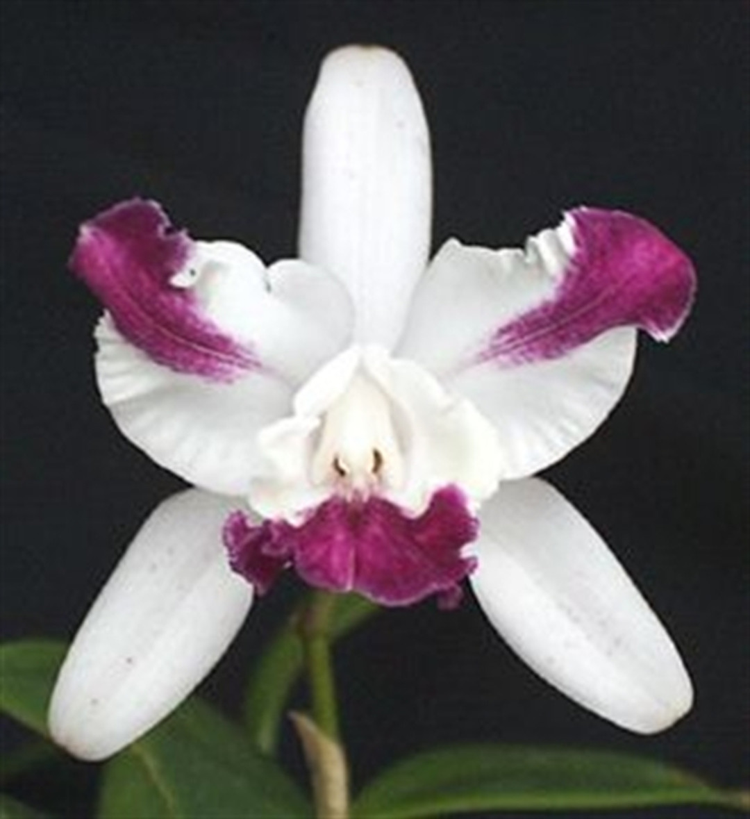 Cattleya ページ Cattleya jongheana 4N x Cattleya Luminosa 4N – La Foresta