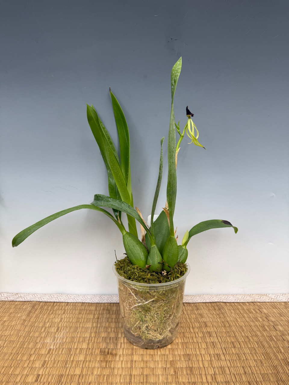 91ad81b7-e68e-4681-9cae-72a1c501cafe