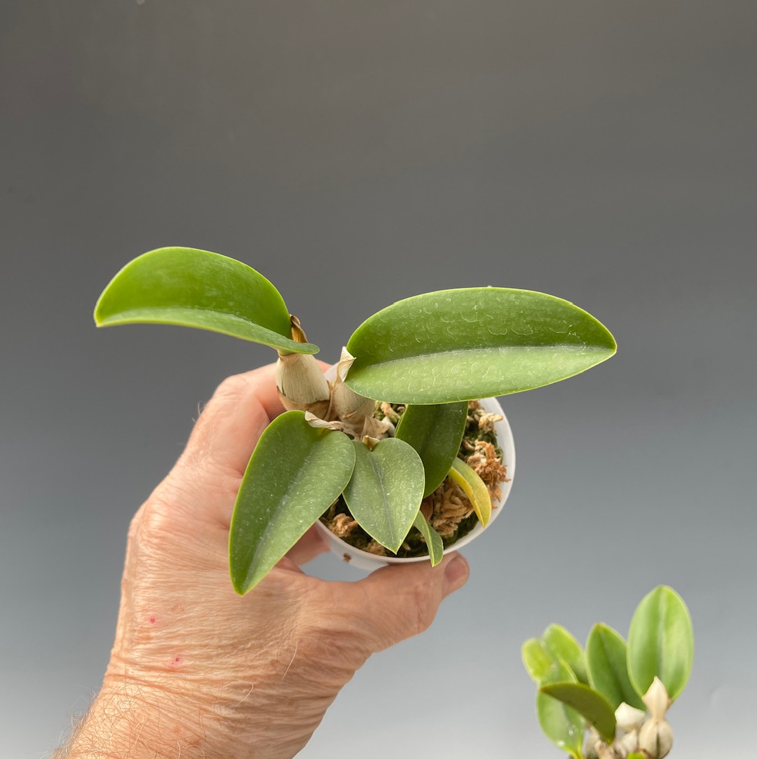 4b5980db-cd48-47ed-848d-07cebff4f6e7