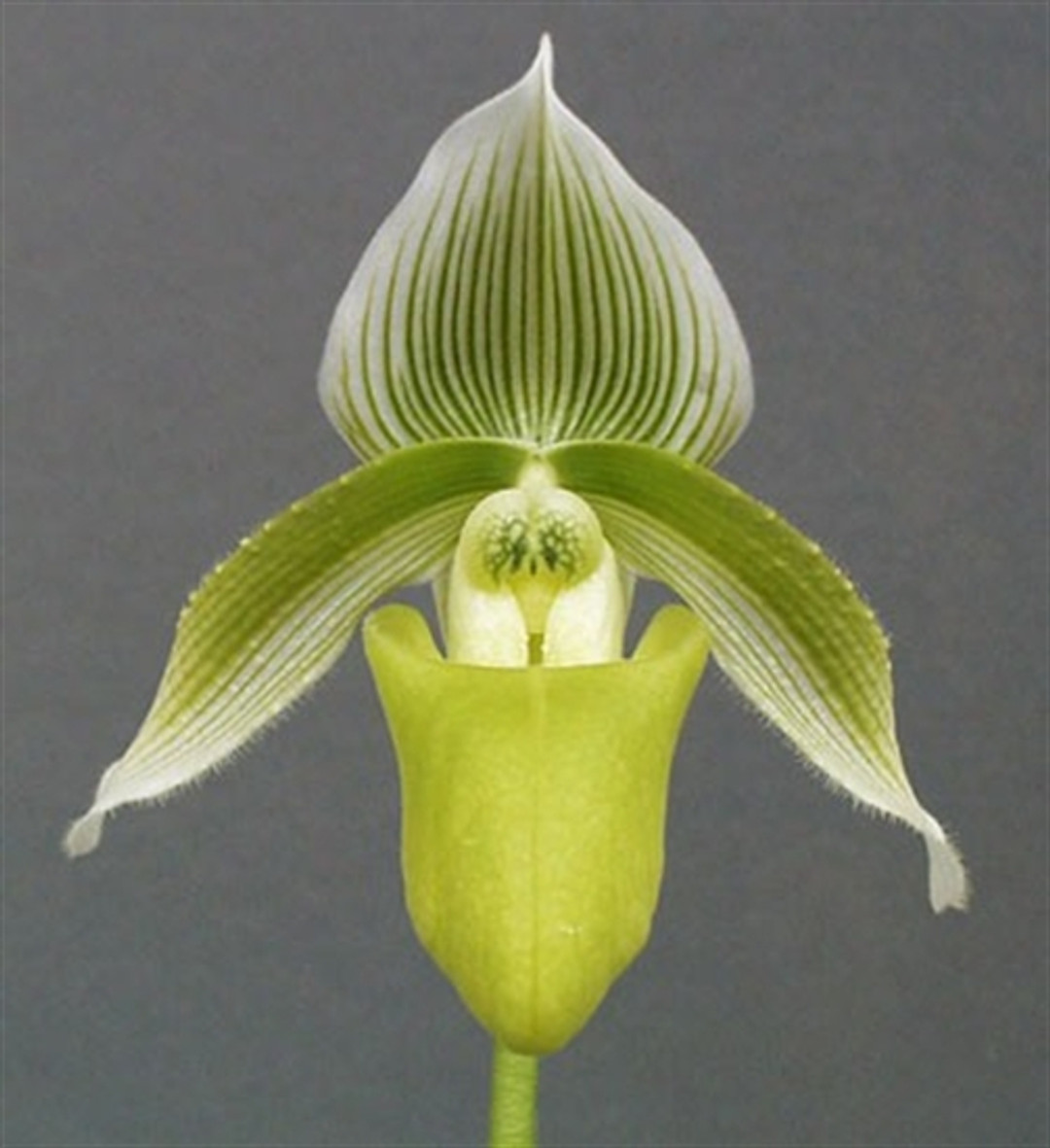 Paph. superbiens albo verde ('Powells' x self)