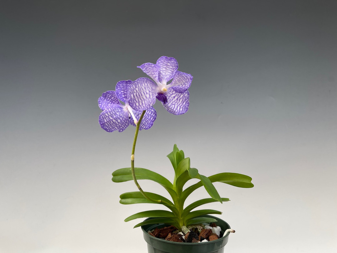 Vanda coerulea supra, Lord Rothschild's Variety - OrchidWeb