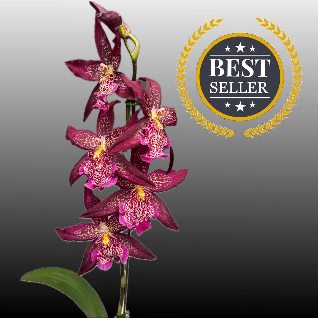 Beallara Marfitch 'Howard's Dream' AM/AOS (Bratonia Charles M