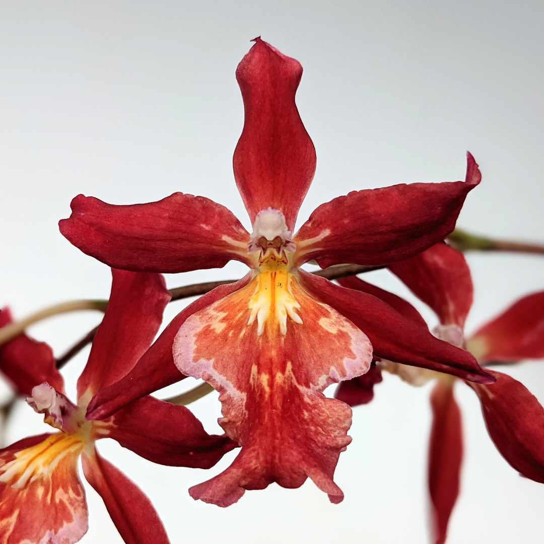 orchids73　オーダーページ　シンデレラ エジプシャンプルオーバー – BABY, THE STARS SHINE BRIGHT