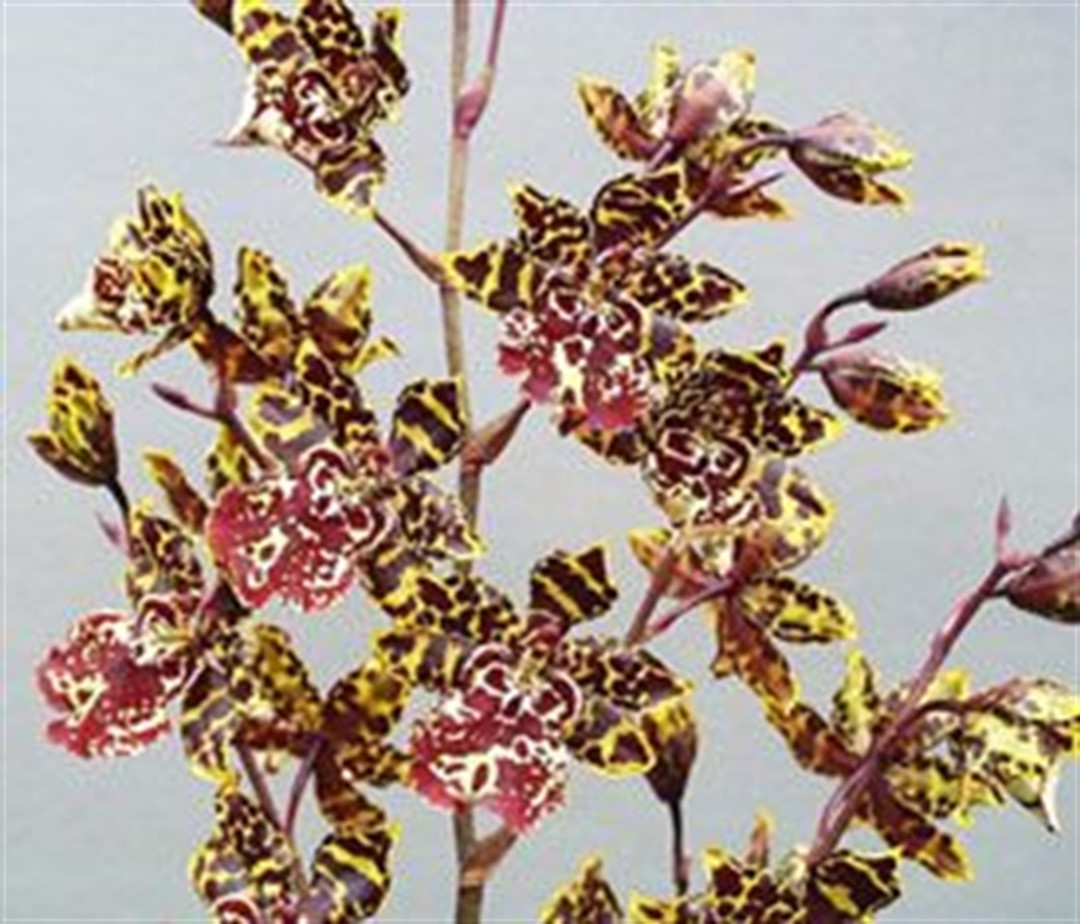 Colmanara Wildcat 'Ocelot' (Odontonia Rustic Bridge x Odontocidium Crowborough)