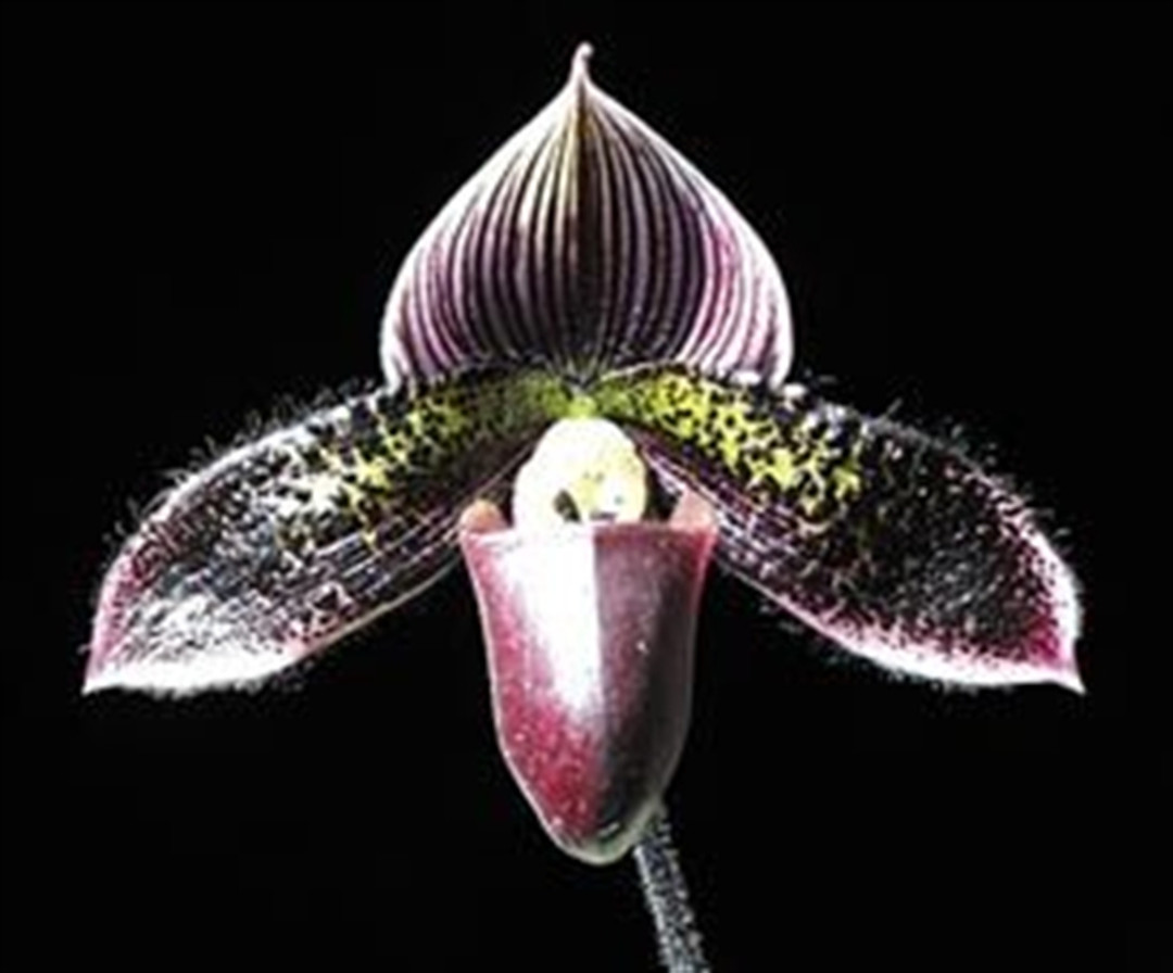 Paph. Macabre 