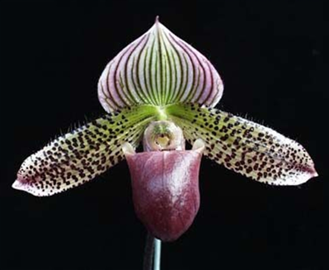 papha Paph. Memoria Larry Heuer (malipoense x emersonii) - OrchidWeb