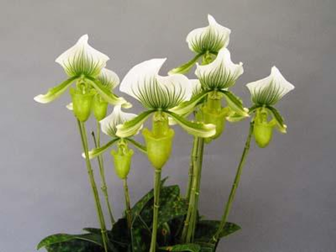 未開封PachypodiumGracilius Var.AUTUMNLEAVES HP602 Paph. Macabre Rapture | hvsite