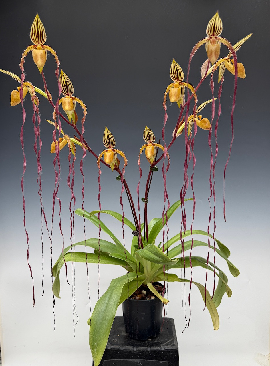 Paph. Michael Koopowitz (philippinense 'Taiwan Twister' x