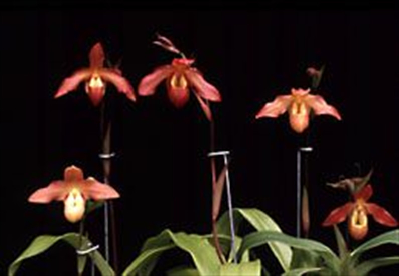 Phrag. Living Fire (Sorcerer's Apprentice 4N 'Fantastic' x besseae