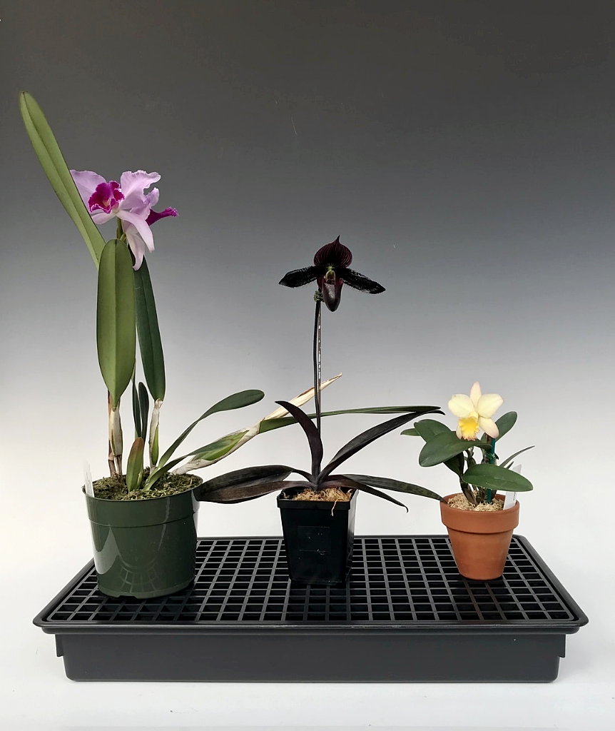 Humidity Tray & Grid - OrchidWeb