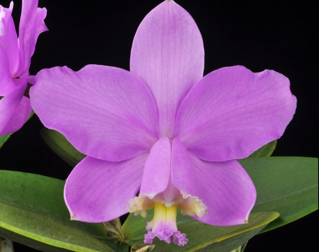 Cattleya loddigesii 4N ('Royale' x 'Izzy') - OrchidWeb