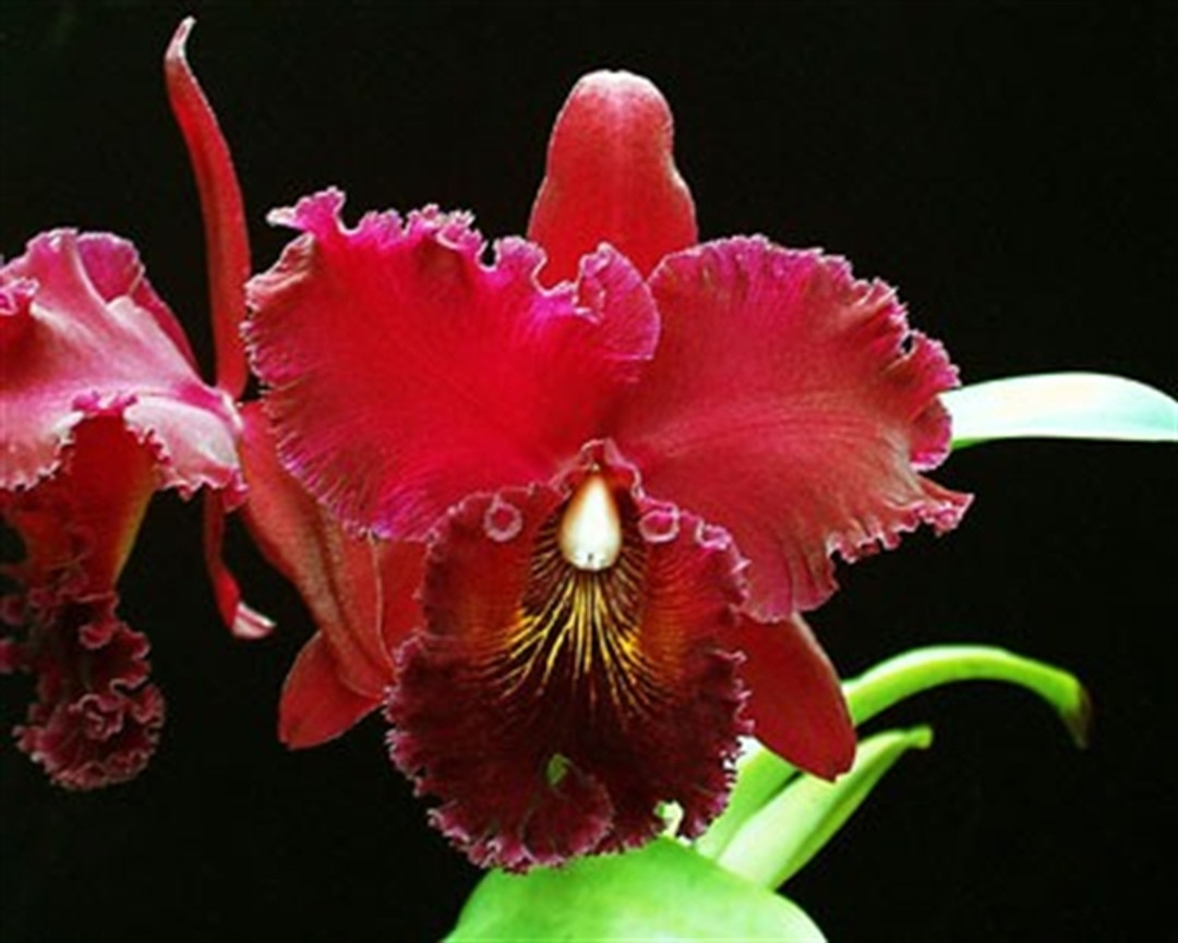 Blc. Chia Lin 'Shinsu' (Blc. Oconee x Blc. Maitland) - OrchidWeb