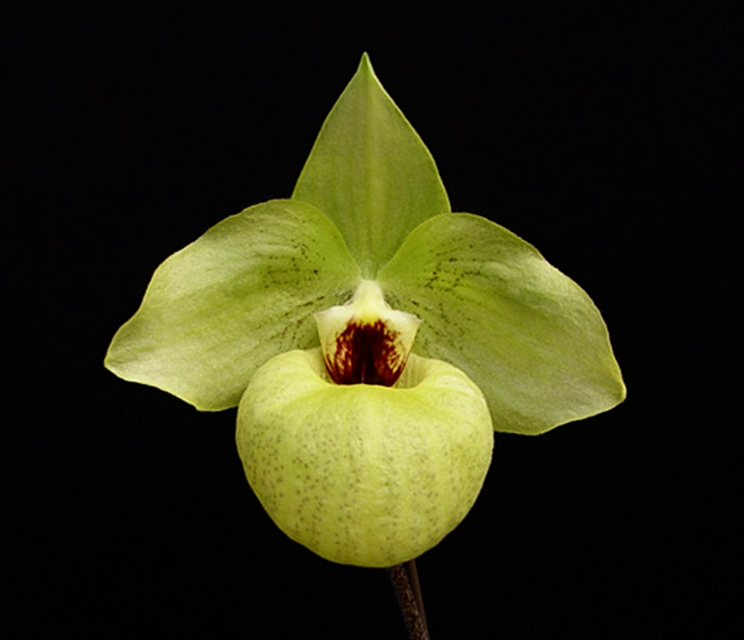 Paph. Norito Hasegawa (malipoense x armeniacum)