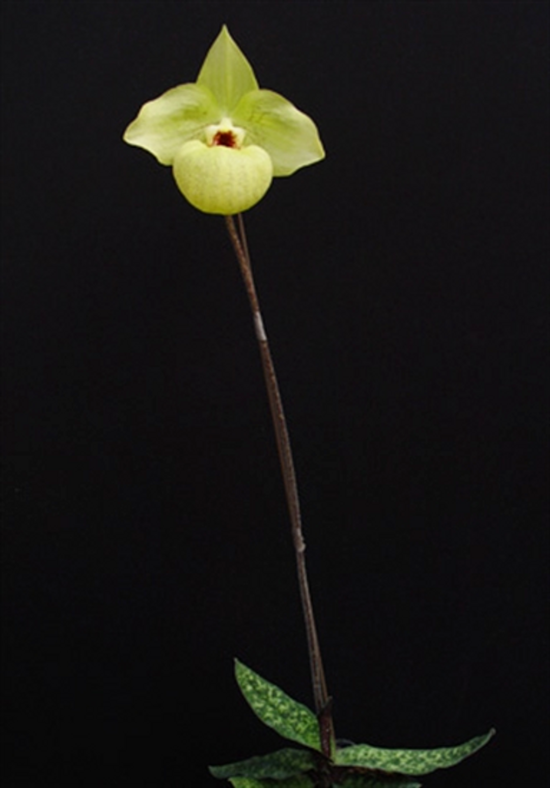 Paph. Norito Hasegawa (malipoense x armeniacum)