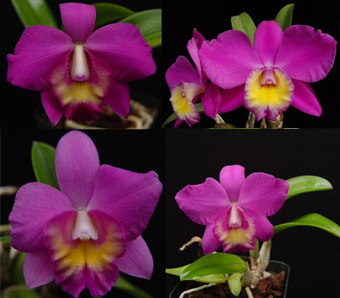 Slc. Sierra Doll (Catt. walkeriana x Slc. Pink Doll)