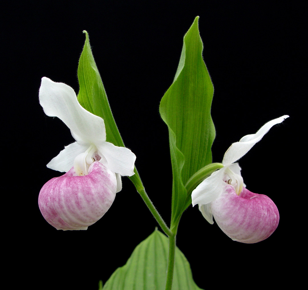 80600fcf-e56b-42e3-8d56-60a1967267a4