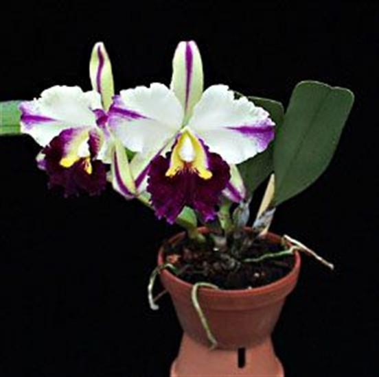 サンスベリア Silverclone + blueclone 斑入り 2点 セット Sansevieria