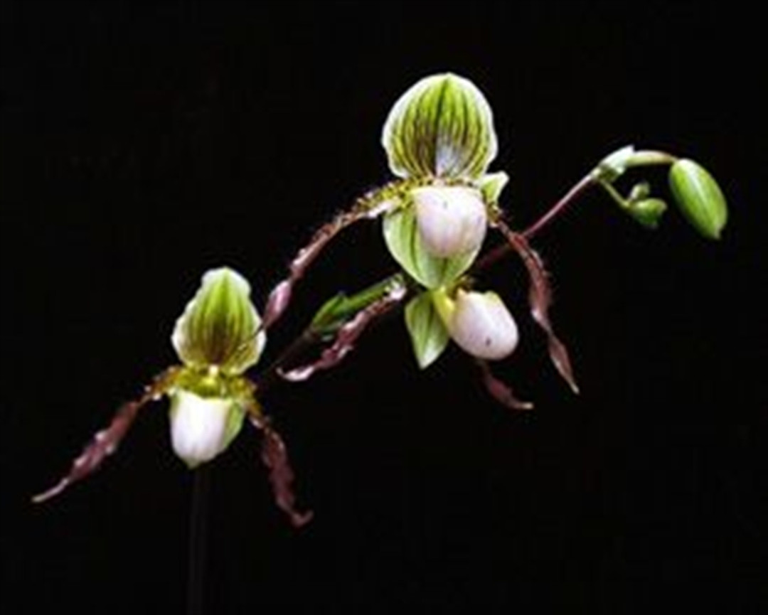Paph. Shireen (glaucophyllum x philippinense)