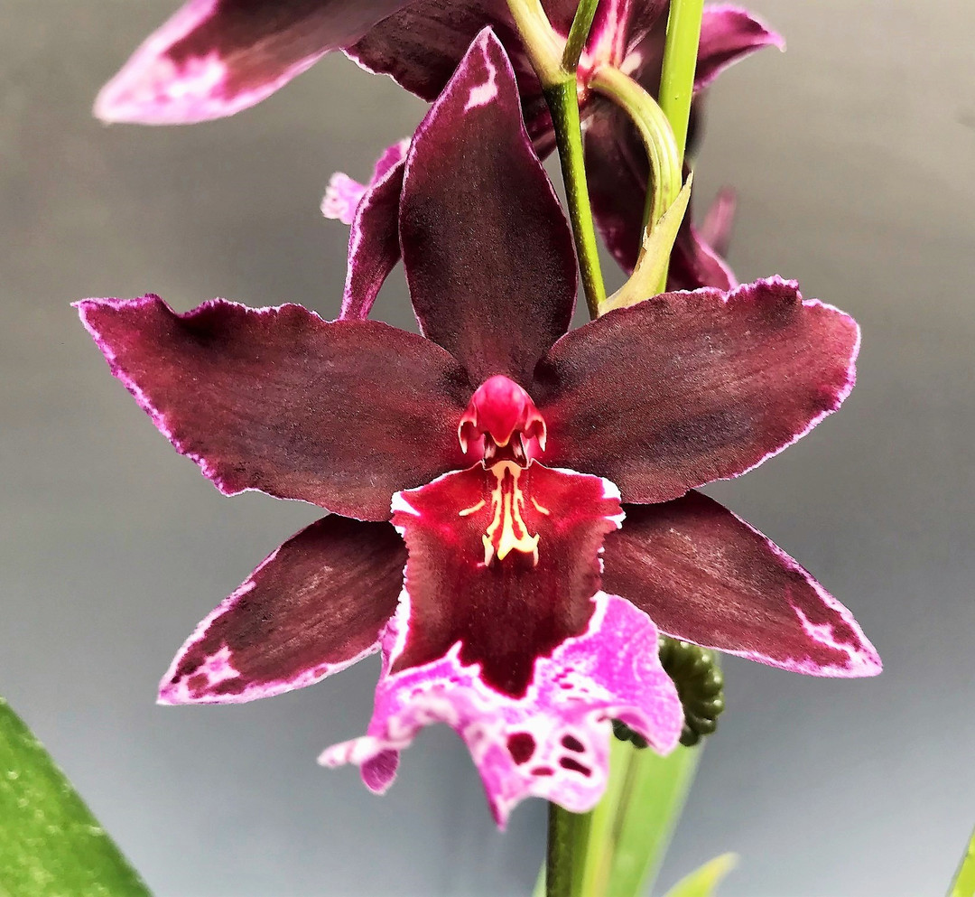 Vuylstekeara Melissa Brianne 'Dark'