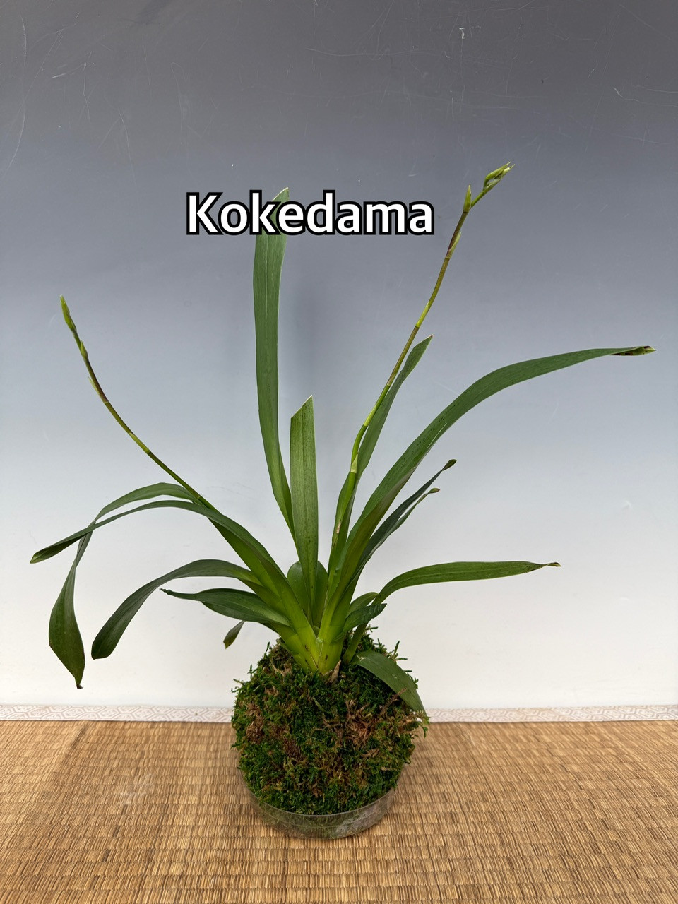 CraftA 花梨瘤 Vuylstekeara Melissa Brianne 'Dark' w/Kokedma Option - OrchidWeb