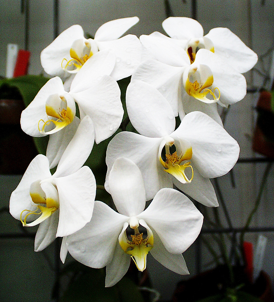 【NK】Phal.amabilis v.New Guinea 銀葉芳香個体self苗2019/07/27【洋蘭 原種 胡蝶蘭】 Phalaenopsis amabilis subsp. rosenstromii - orchidroots