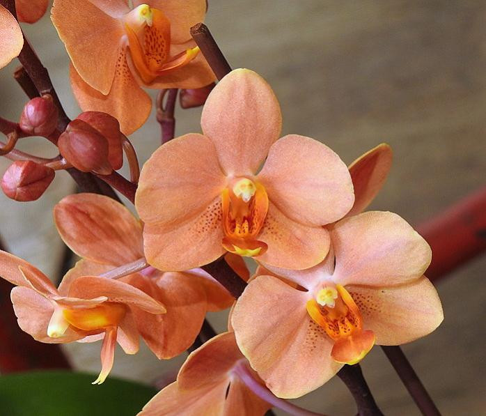 Vandanopsis Irene Dobkin 'Elmhurst' HCC/AOS (Phal. Doris x V