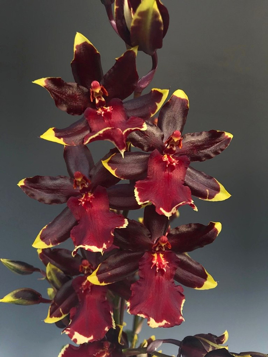 Oncostele Wildcat 'Golden Red Star'