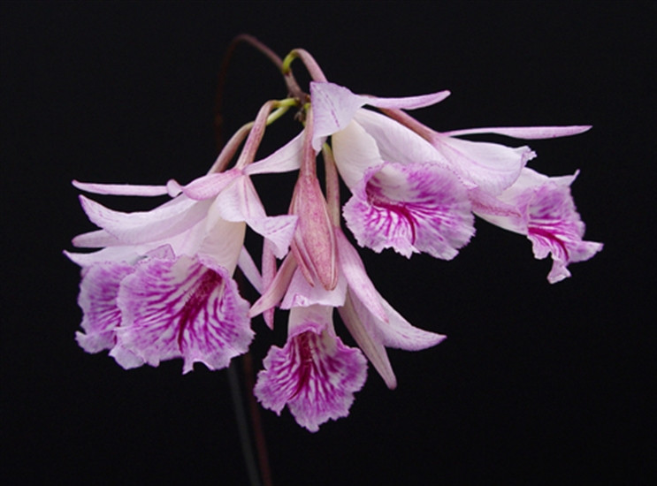 Broughtonia negrilensis - OrchidWeb