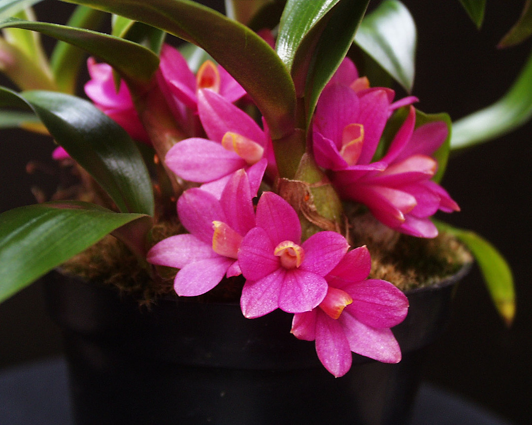 洋書 Orchid Species Culture : Dendrobium 洋書 Orchid Species Culture : Dendrobium Orchid Species