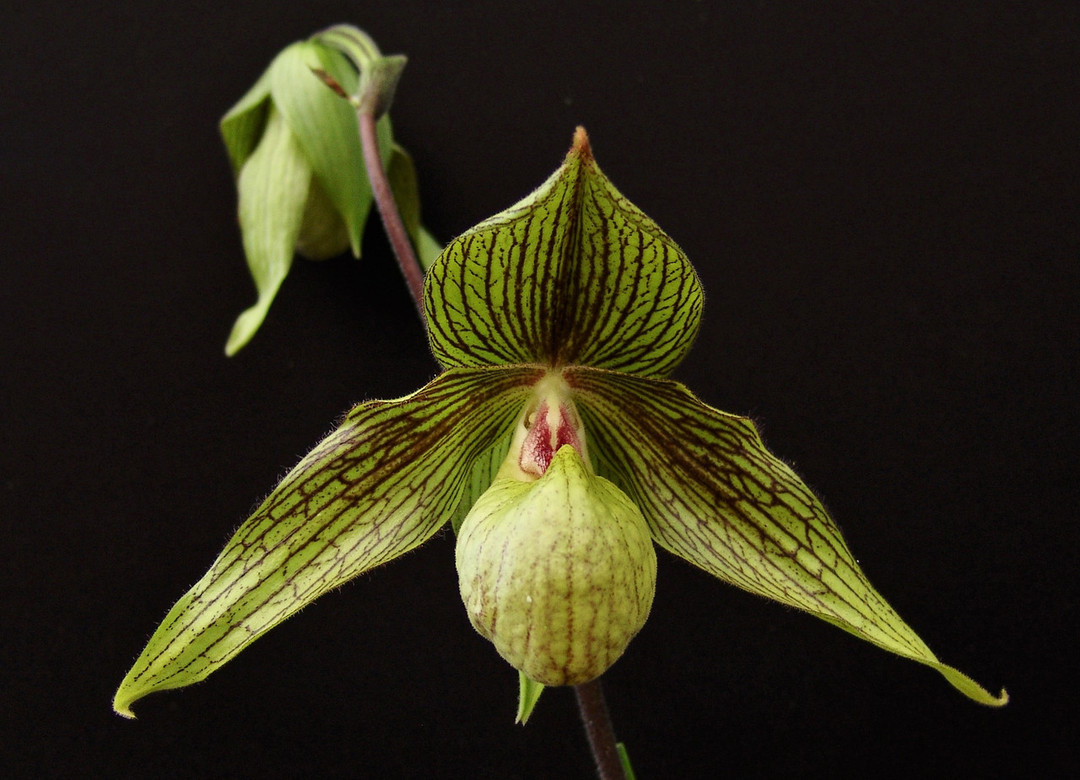 orchids73様 Phalaenopsis Sogo Vivien 'Taida Little Pretty' – Orchid Classics