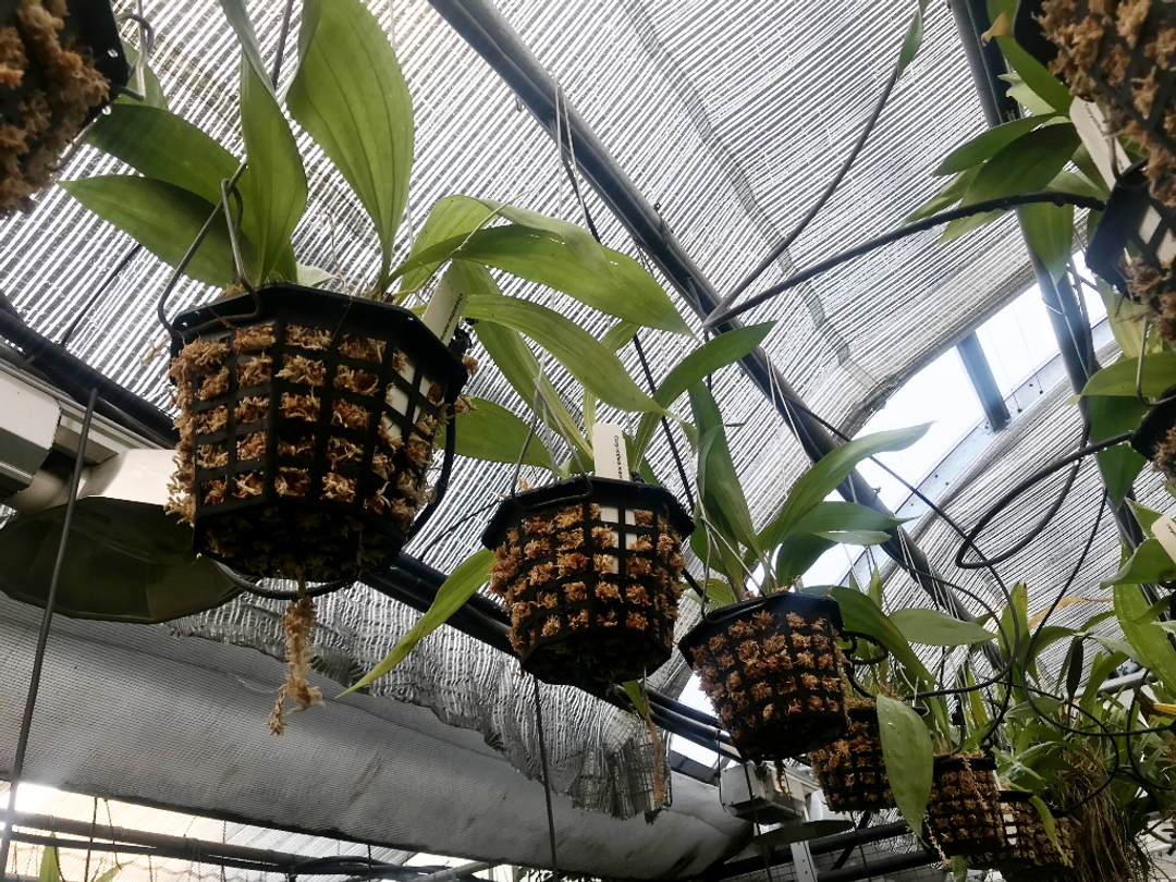 Coryanthes macrantha