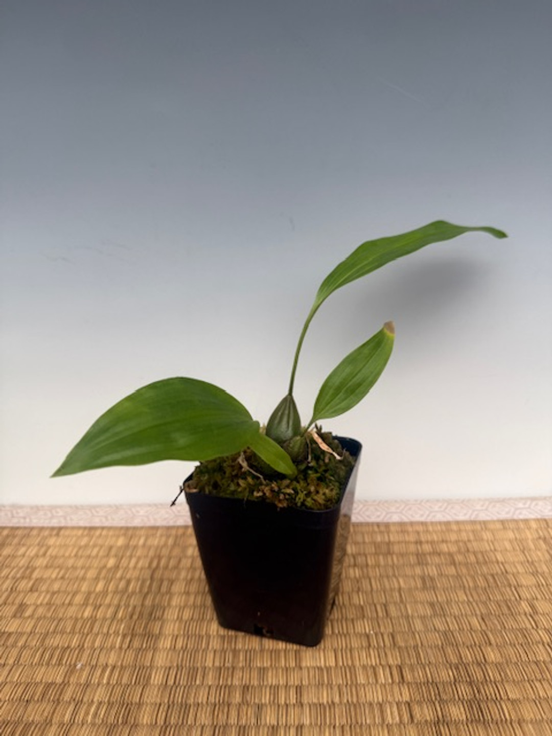 c78ada50-7be5-423c-96d2-1e682d192223