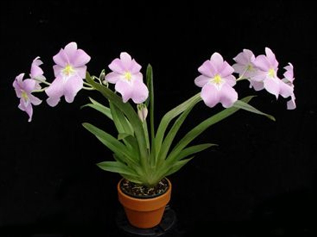 Miltoniopsis bismarckii x vexillaria 'Lambeauiana' FCC/RHS