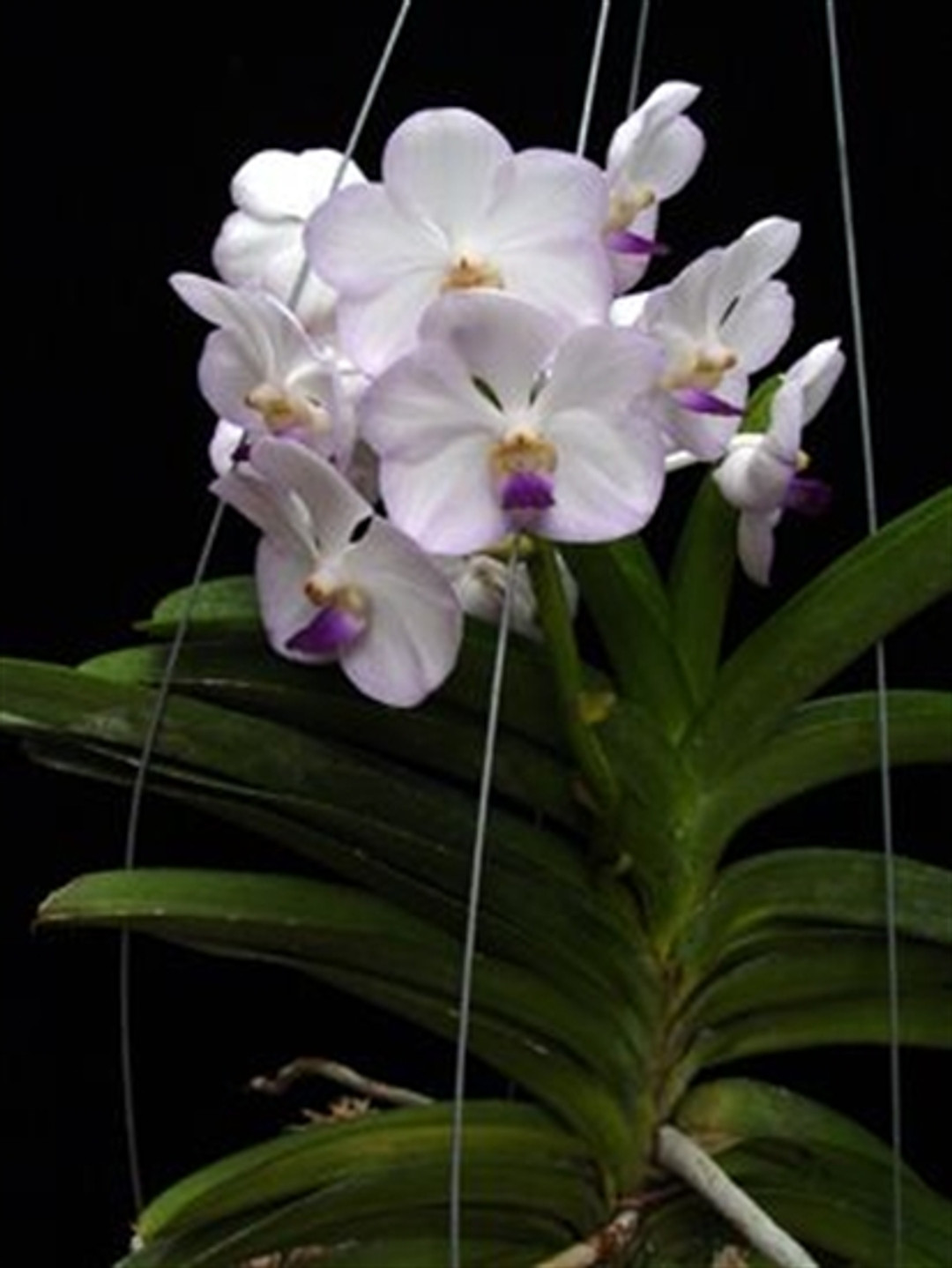 Vandostylis Banjong 'Elite'