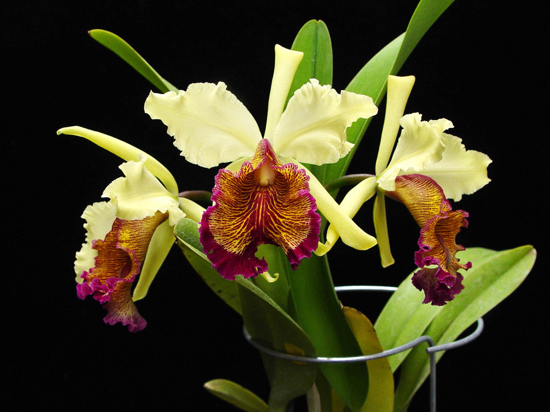 Cattleya dowiana aurea 'Net Dream' - mericlones - OrchidWeb