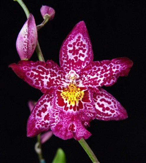 Vuylstekeara Yokara 'Perfection' AM/RHS (Vuyl. Leda x Oda