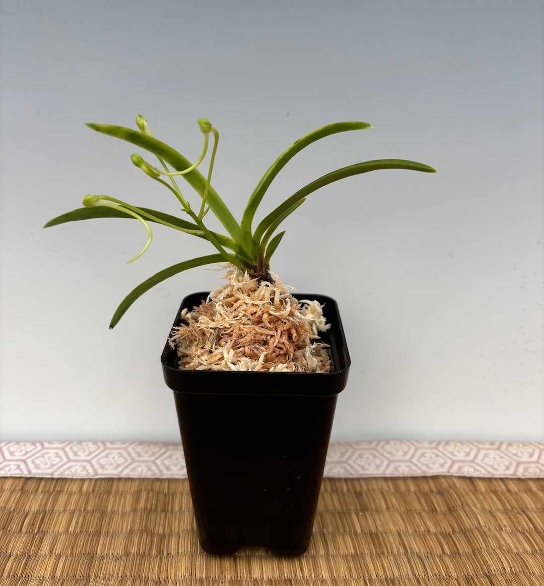 Neofinetia falcata 'Kishusekko' 紀州雪虎 - OrchidWeb