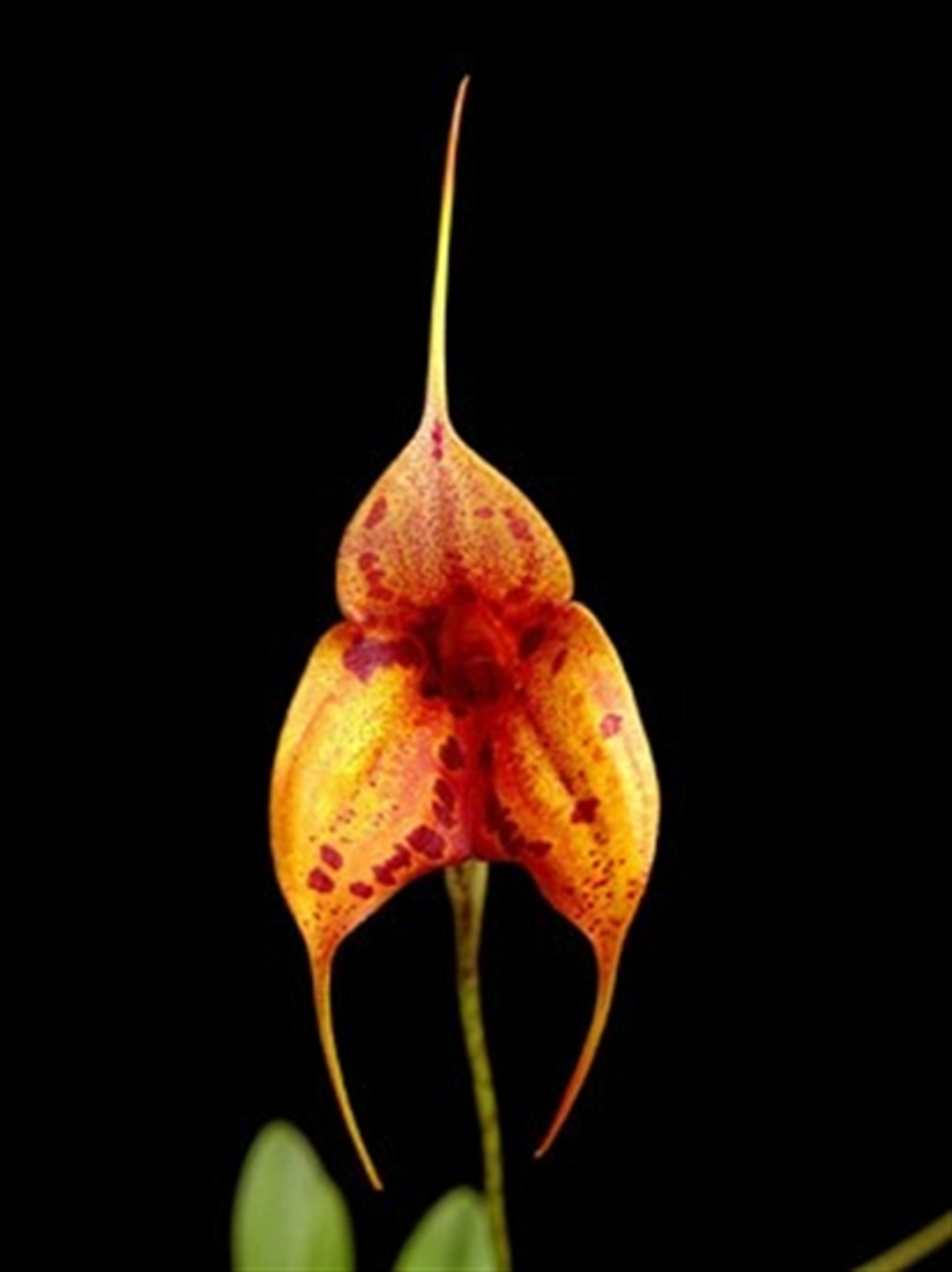 Masdevallia Chaparana 'Eruption'
