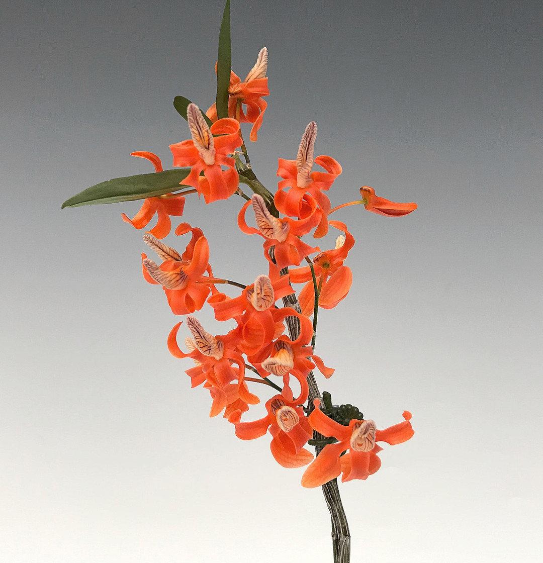 洋書 Orchid Species Culture : Dendrobium 洋書 Orchid Species Culture : Dendrobium ORCHID SPECIES