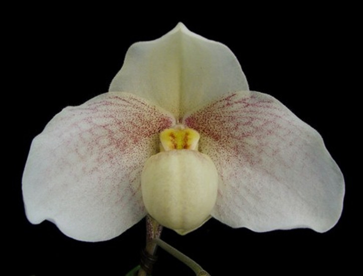 Paph. Orion's Belt (Muriel Constance 'Orion' x emersonii) - OrchidWeb