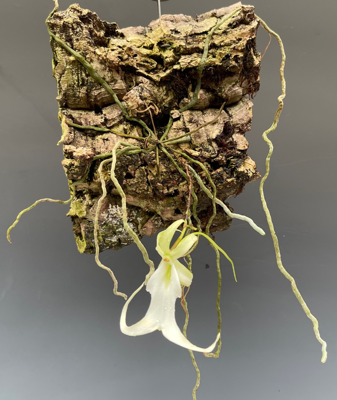 洋蘭 原種 Polyrrhiza. lindenii 無葉蘭超稀少株・幽霊蘭