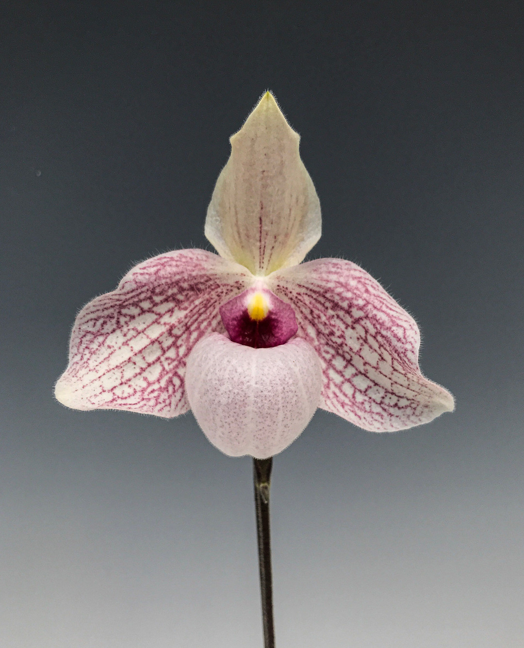 洋蘭交配種］Paph. Lynleigh Koopowitz 洋蘭交配種］Paph. Lynleigh